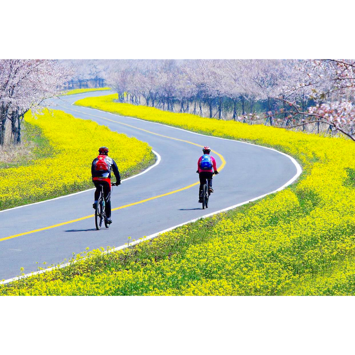 Con đường Noksan tràn ngập sắc cải vàng và hoa anh đào trên đảo Jeju