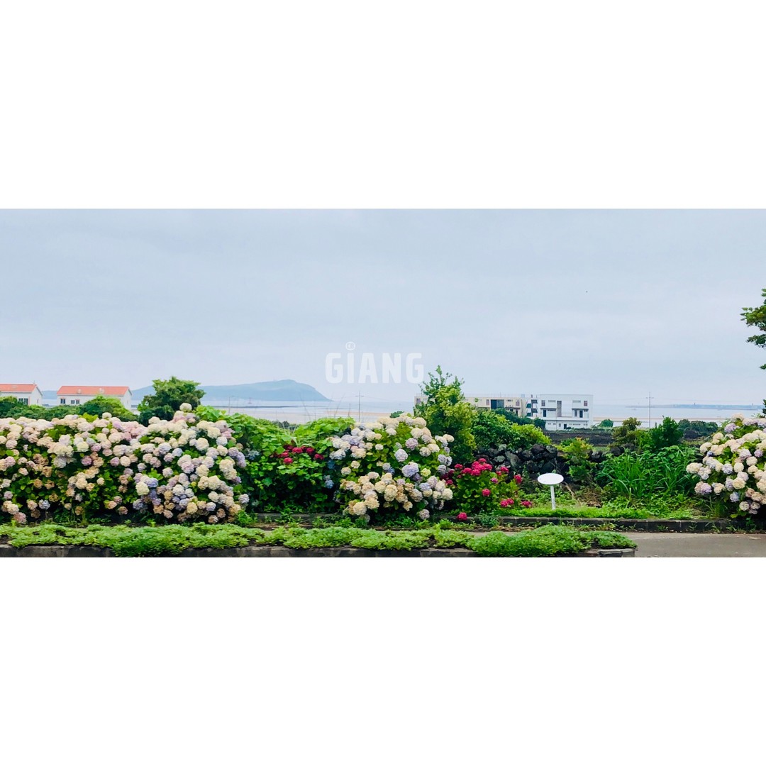 Hoa cẩm tú cầu nở rộ khi hè về ở Jeju. Ảnh chụp khi ngồi trên xe buýt từ Jeju city về Seongsang